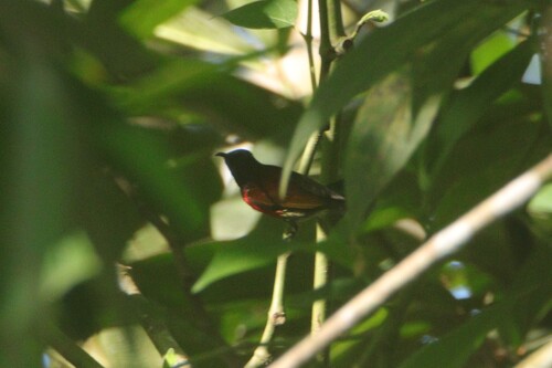 Purple-throated Sunbird (Leptocoma sperata), photo 8
