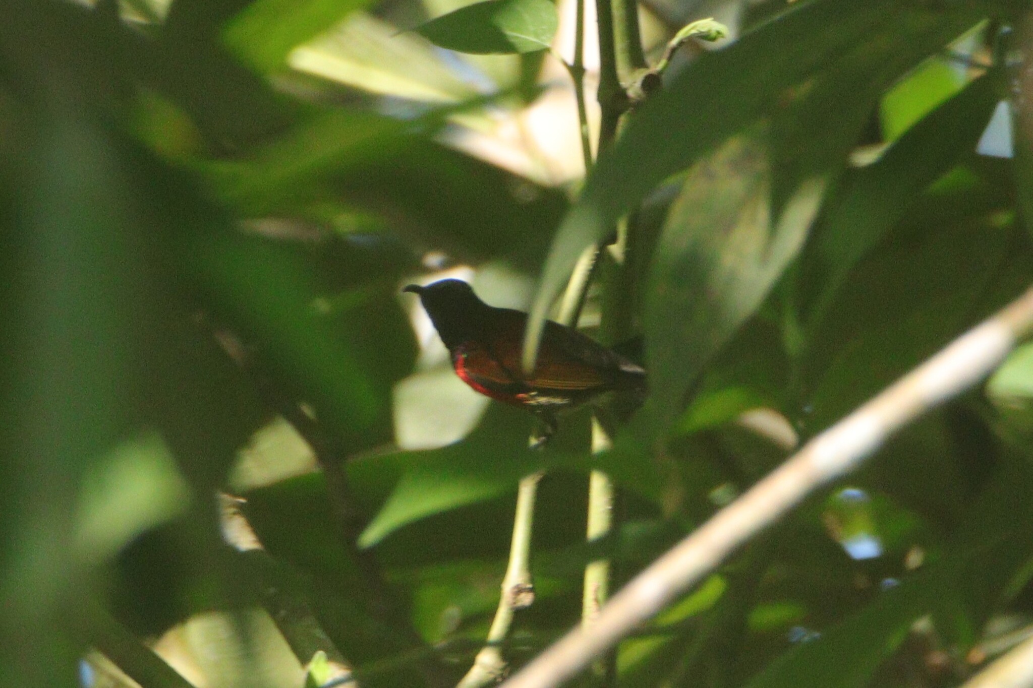 Purple-throated Sunbird (Leptocoma sperata), photo 8