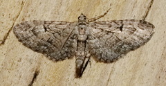 Eupithecia interruptofasciata