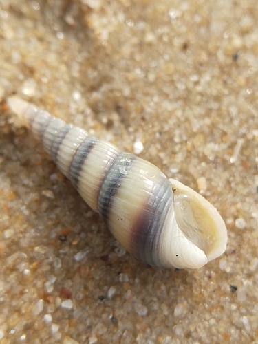 Bullia melanoides observed 2025-05-07