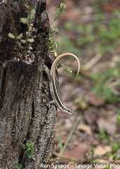 Leiocephalus personatus