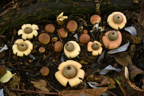 rounded earthstar
