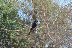 Dicrurus adsimilis fugax