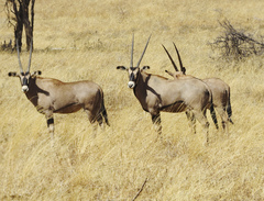 Oryx beisa callotis