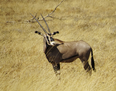 Oryx beisa callotis
