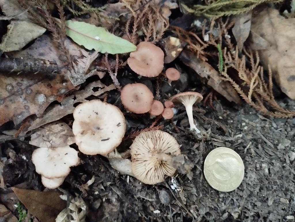 Singerocybe clitocyboides · May 2025 · photo: © geoffr (iNaturalist, cc0)