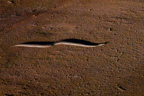 Children's Python sighting