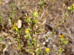 Grindelia hallii