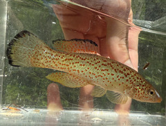 Southern Studfish photo 4