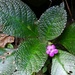 Chrysothemis melittifolia - Photo (c) raboul, μερικά δικαιώματα διατηρούνται (CC BY-NC), uploaded by raboul