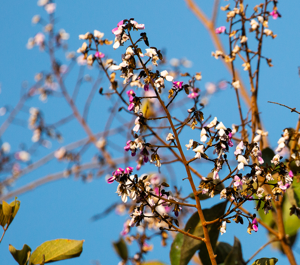 Platycyamus regnellii