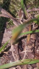 Platydracus cinnamopterus