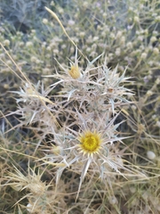 Carlina graeca