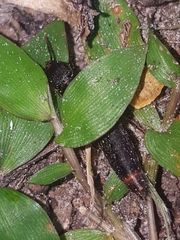 Platydracus cinnamopterus