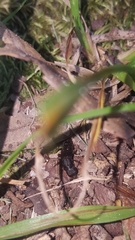 Platydracus cinnamopterus