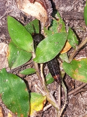 Platydracus cinnamopterus
