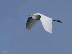 Ardea alba alba