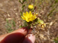 Grindelia hallii