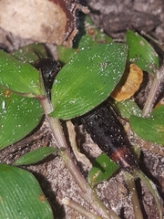 Platydracus cinnamopterus