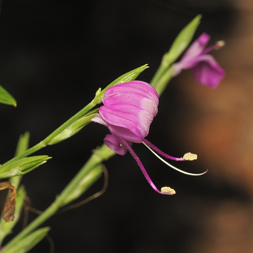 Hypoestes floribunda (Hypoestes floribunda)