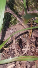 Platydracus cinnamopterus