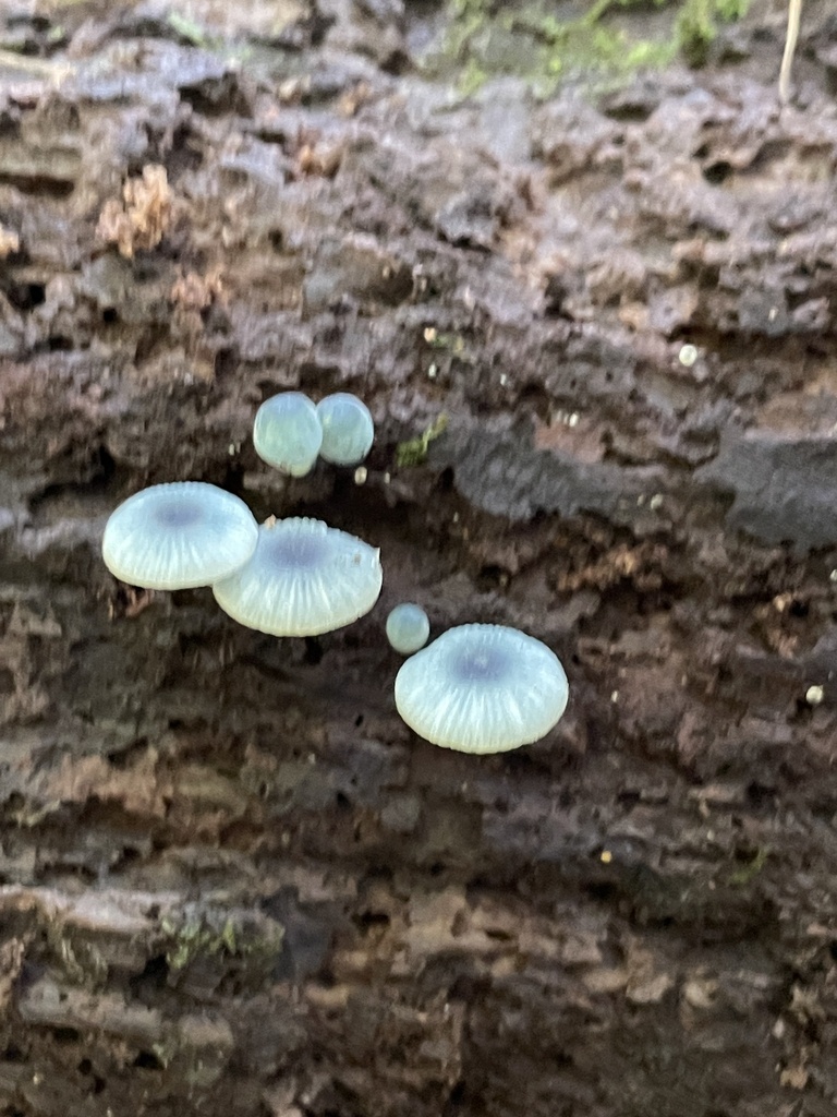 Mycena interrupta · May 2025 · photo: © taylor_dc (iNaturalist, cc-by)