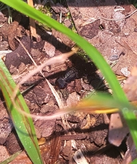 Platydracus cinnamopterus