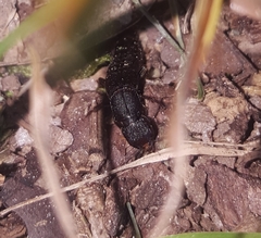 Platydracus cinnamopterus