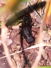 Platydracus cinnamopterus