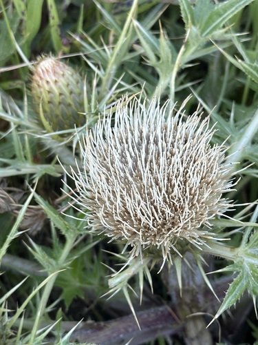 Image of Cirsium quercetorum by (c) Barbara Banfield, some rights reserved (CC BY)