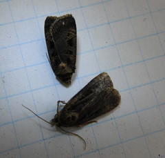 Pseudohermonassa tenuicula