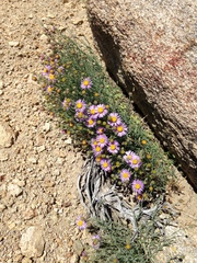 Erigeron breweri porphyreticus