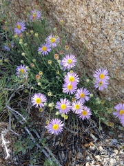 Erigeron breweri porphyreticus