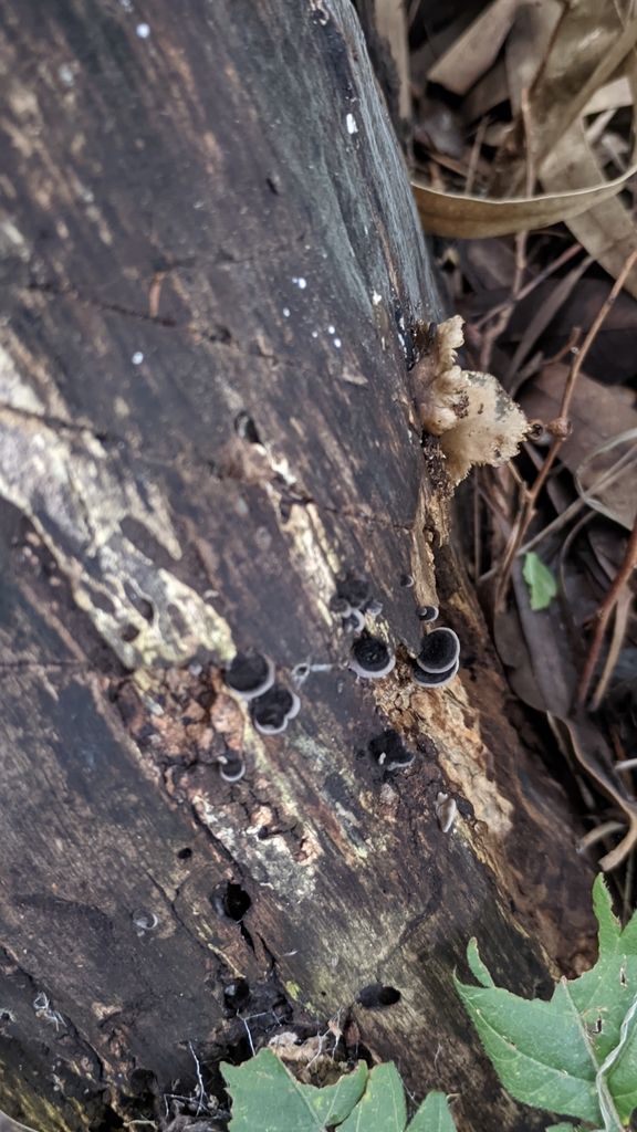 Resupinatus applicatus · May 2025 · photo: © maricel_centi (iNaturalist, cc-by-sa)