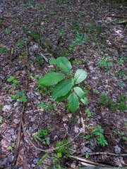 Magnolia acuminata