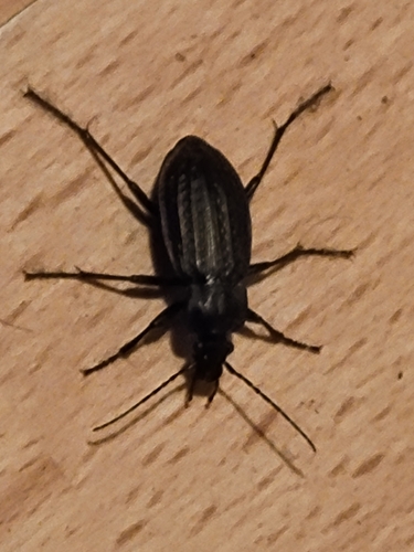 Granulated Ground Beetle, 7707 PK Balkbrug, Nederland, photo 7 of 10