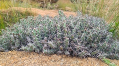 Euphorbia schinzii