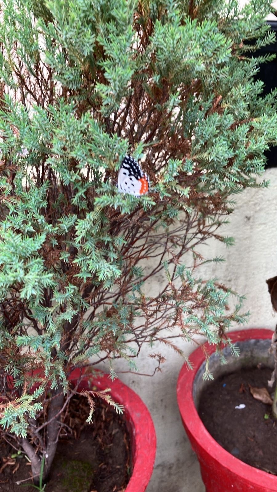 Red Pierrot