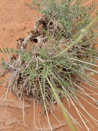 Image of Hymenopappus filifolius by (c) Iona, some rights reserved (CC BY)