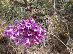 Jacaranda caroba