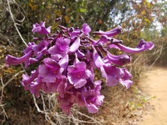 Jacaranda caroba