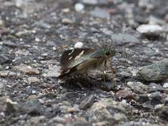 Dalla dimidiatus