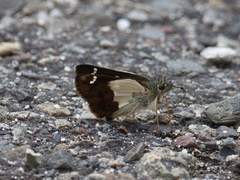 Dalla dimidiatus