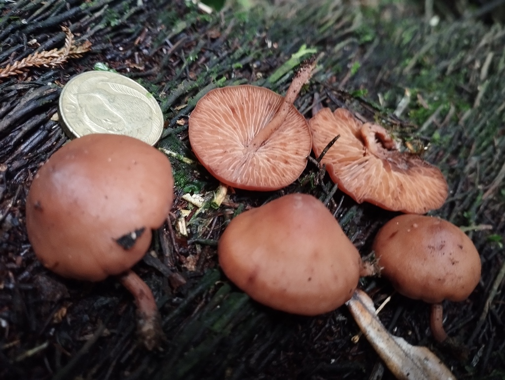 Rhodocybe fuliginea · May 2025 · photo: © geoffr (iNaturalist, cc0)