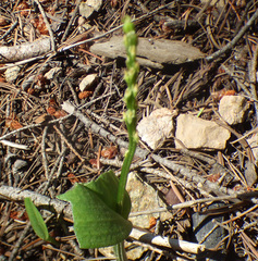 Malaxis macrostachya