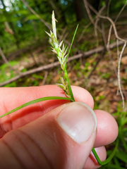 Carex communis