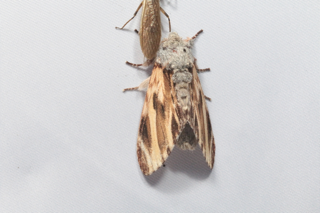 Neopheosia pseudofasciata