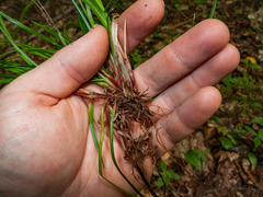 Carex communis