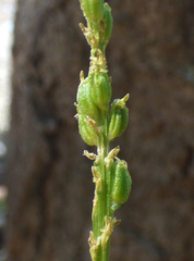 Malaxis macrostachya