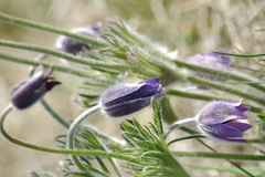 Pulsatilla halleri